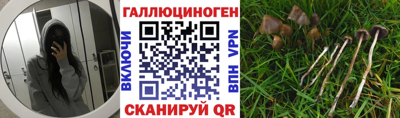 MEGA ТОР  что такое   Бежецк  Галлюциногенные грибы мицелий 